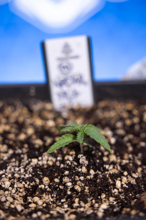 Nectar Drip x5 - Zamnesia X Tical. Week 1