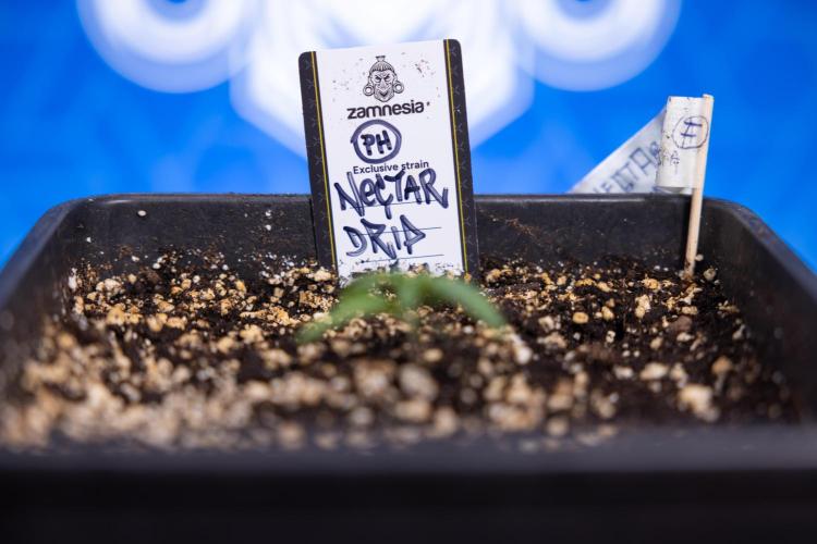 Nectar Drip x5 - Zamnesia X Tical. Week 1 - Nectar Drip 1 - day 10 - Veg