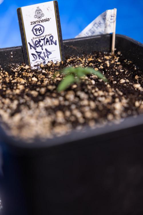 Nectar Drip x5 - Zamnesia X Tical. Week 1 - Nectar Drip 1 - day 10 - Veg