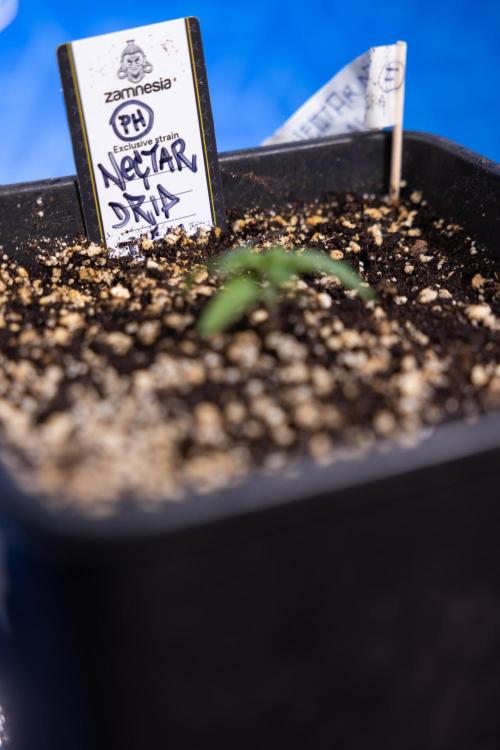 Nectar Drip x5 - Zamnesia X Tical. Week 1 - Nectar Drip 1 - day 10 - Veg