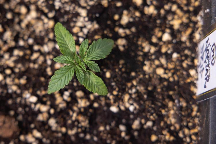 Nectar Drip x5 - Zamnesia X Tical. Week 1 - Nectar Drip 1 - day 10 - Veg