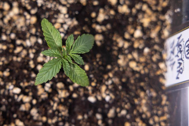 Nectar Drip x5 - Zamnesia X Tical. Week 1 - Nectar Drip 1 - day 10 - Veg