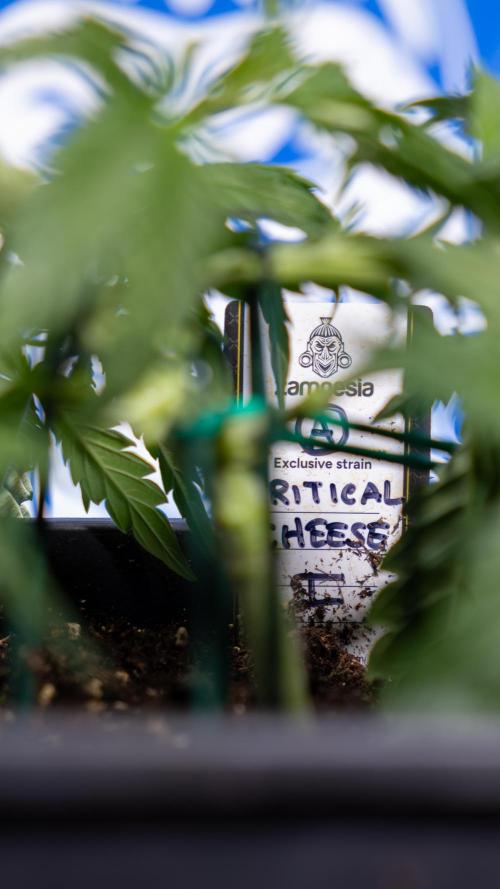 Critical Cheese Auto I - Zamnesia x B&B. Week 3 - Critical Cheese Automatic - Week 3 