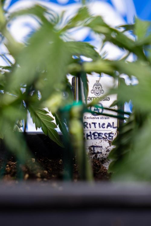 Critical Cheese Auto I - Zamnesia x B&B. Week 3 - Critical Cheese Automatic - Week 3 