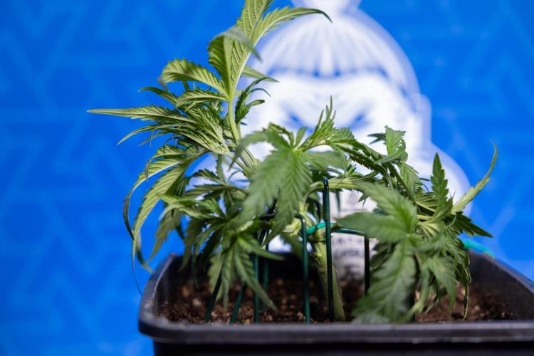 Critical Cheese Auto I - Zamnesia x B&B. Week 3 - Critical Cheese Automatic - Week 3 