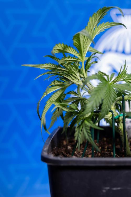 Critical Cheese Auto I - Zamnesia x B&B. Week 3 - Critical Cheese Automatic - Week 3 