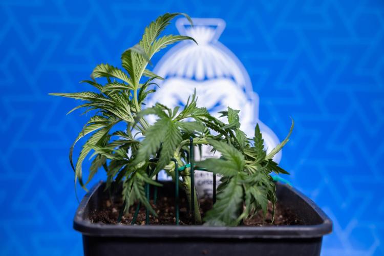 Critical Cheese Auto I - Zamnesia x B&B. Week 3 - Critical Cheese Automatic - Week 3 