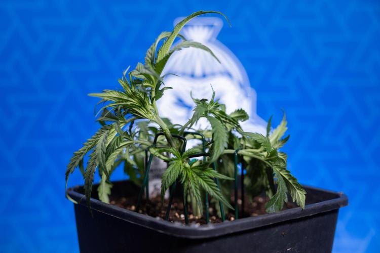 Critical Cheese Auto I - Zamnesia x B&B. Week 3 - Critical Cheese Automatic - Week 3 