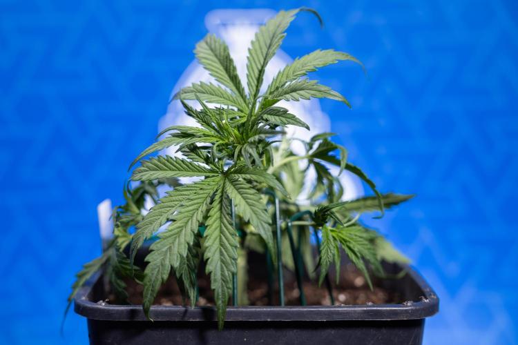 Critical Cheese Auto I - Zamnesia x B&B. Week 3 - Critical Cheese Automatic - Week 3 