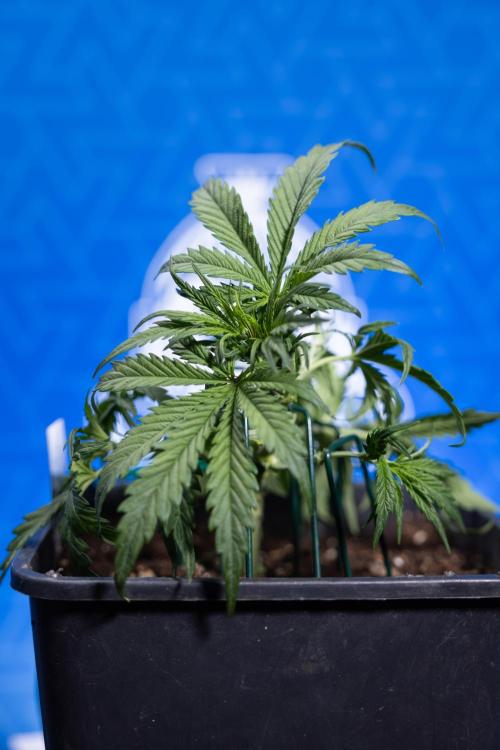 Critical Cheese Auto I - Zamnesia x B&B. Week 3 - Critical Cheese Automatic - Week 3 