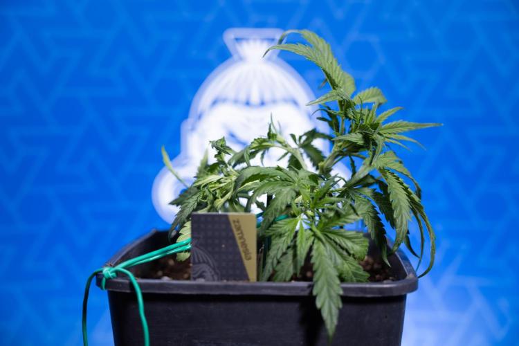 Critical Cheese Auto I - Zamnesia x B&B. Week 3 - Critical Cheese Automatic - Week 3 