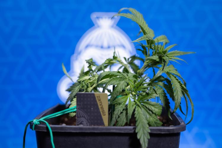 Critical Cheese Auto I - Zamnesia x B&B. Week 3 - Critical Cheese Automatic - Week 3 