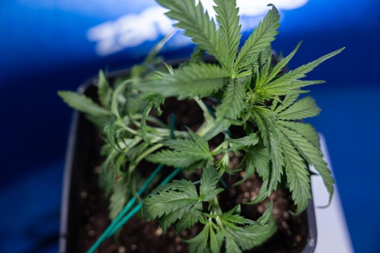 Critical Cheese Auto I - Zamnesia x B&B. Week 3 - Critical Cheese Automatic - Week 3 