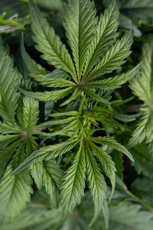 Critical Cheese Auto II - Zamnesia x B&B. Week 3 - Critical Cheese Automatic - Week 3