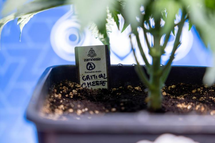 Critical Cheese Auto II - Zamnesia x B&B. Week 3 - Critical Cheese Automatic - Week 3