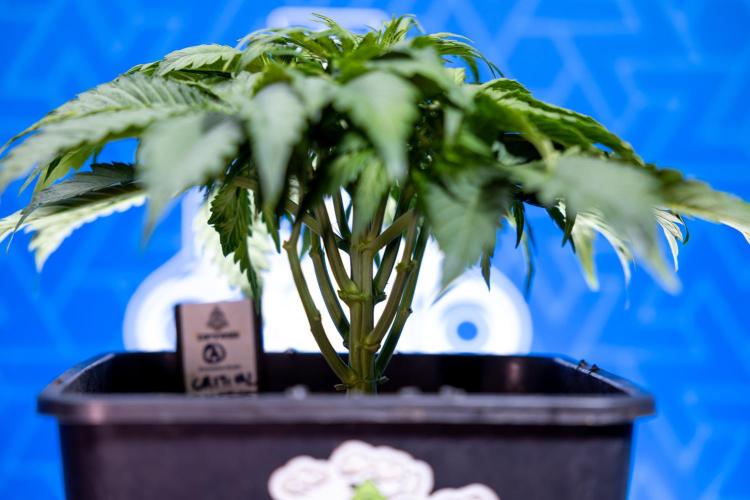 Critical Cheese Auto II - Zamnesia x B&B. Week 3 - Critical Cheese Automatic - Week 3