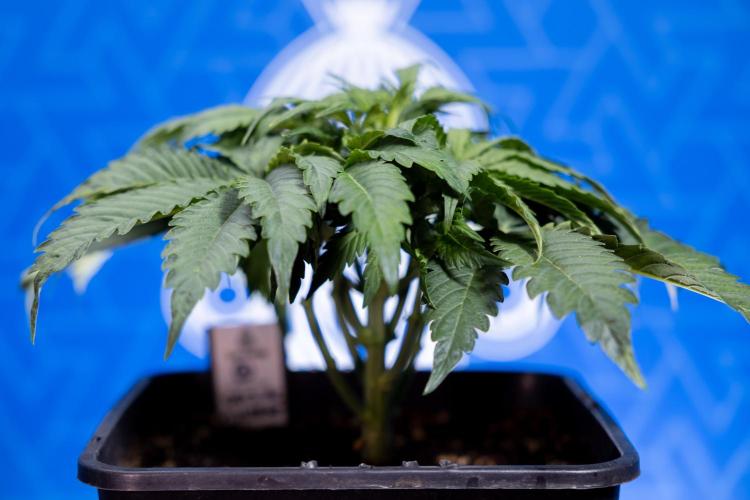 Critical Cheese Auto II - Zamnesia x B&B. Week 3 - Critical Cheese Automatic - Week 3