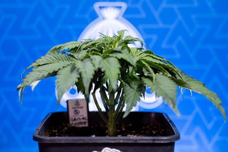 Critical Cheese Auto II - Zamnesia x B&B. Week 3 - Critical Cheese Automatic - Week 3