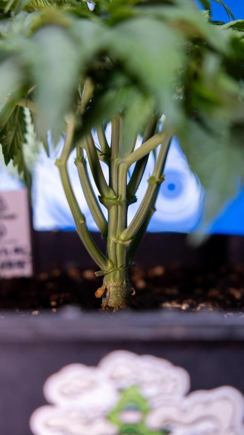 Critical Cheese Auto II - Zamnesia x B&B. Week 3 - Critical Cheese Automatic - Week 3