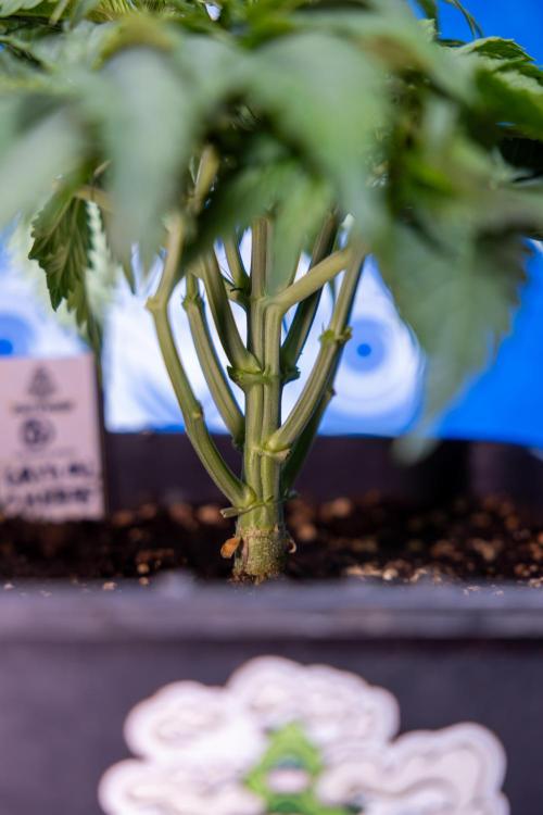 Critical Cheese Auto II - Zamnesia x B&B. Week 3 - Critical Cheese Automatic - Week 3