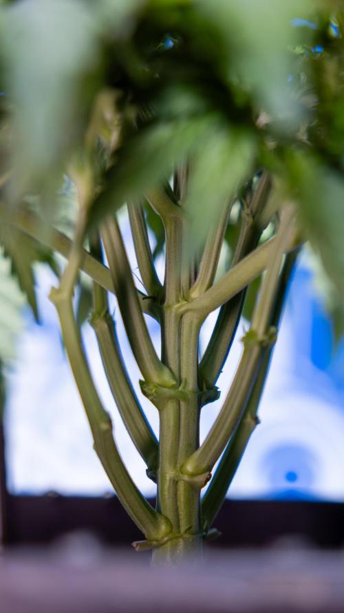 Critical Cheese Auto II - Zamnesia x B&B. Week 3 - Critical Cheese Automatic - Week 3