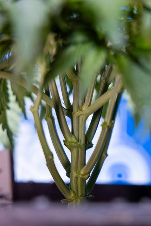 Critical Cheese Auto II - Zamnesia x B&B. Week 3 - Critical Cheese Automatic - Week 3