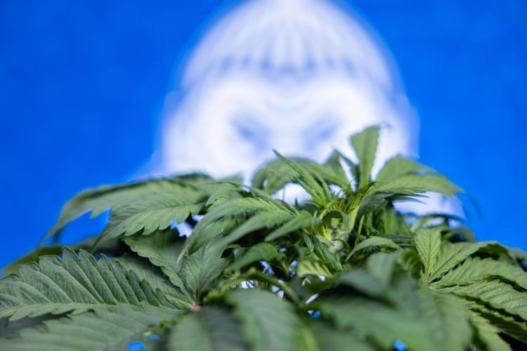 Critical Cheese Auto II - Zamnesia x B&B. Week 3 - Critical Cheese Automatic - Week 3