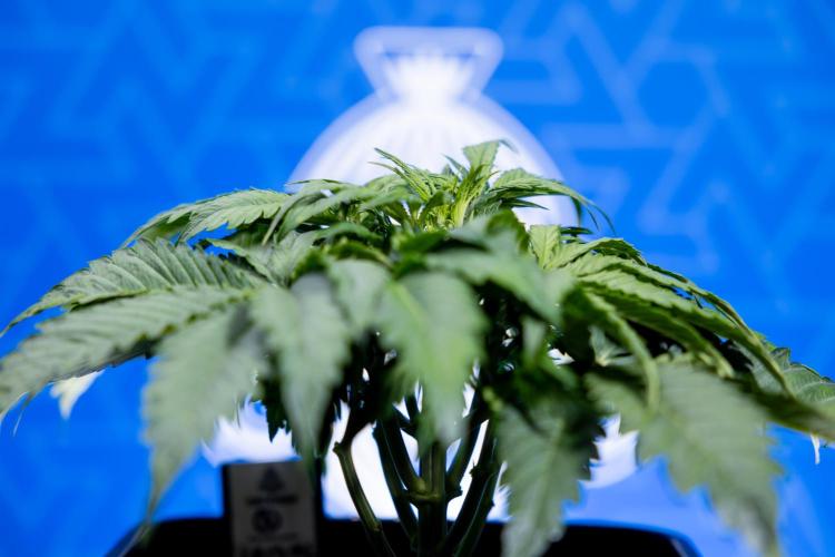 Critical Cheese Auto II - Zamnesia x B&B. Week 3 - Critical Cheese Automatic - Week 3