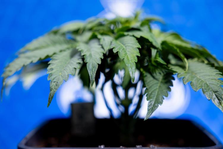 Critical Cheese Auto II - Zamnesia x B&B. Week 3 - Critical Cheese Automatic - Week 3