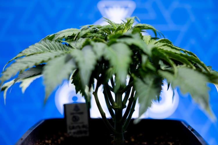 Critical Cheese Auto II - Zamnesia x B&B. Week 3 - Critical Cheese Automatic - Week 3