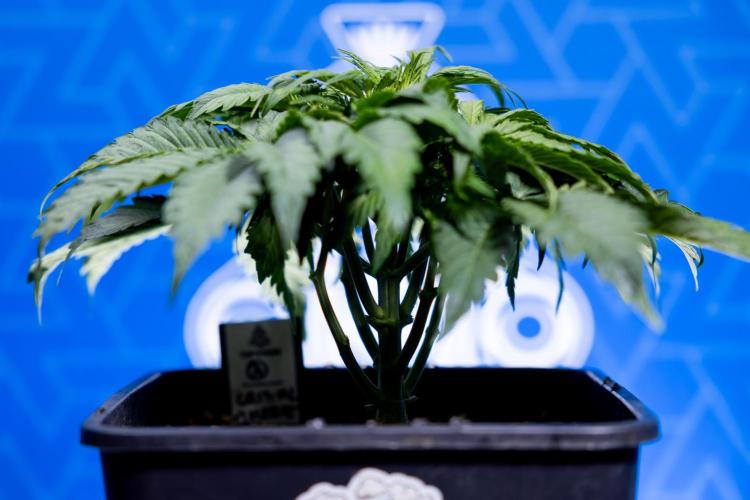 Critical Cheese Auto II - Zamnesia x B&B. Week 3 - Critical Cheese Automatic - Week 3