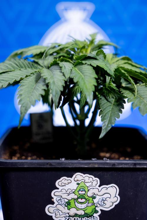 Critical Cheese Auto II - Zamnesia x B&B. Week 3 - Critical Cheese Automatic - Week 3