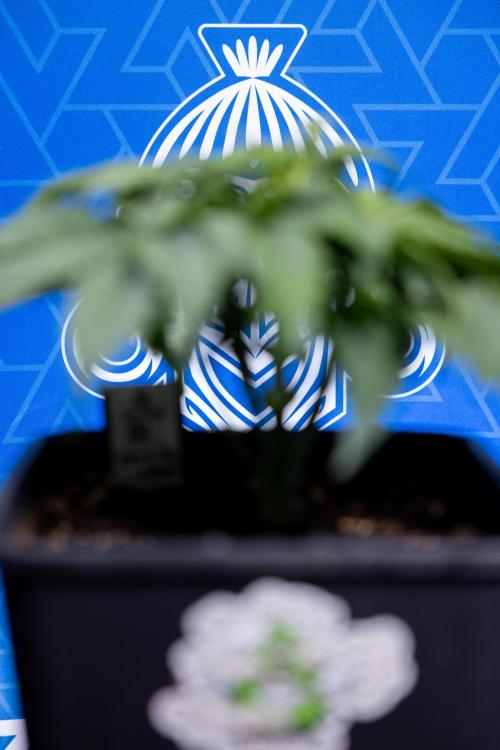 Critical Cheese Auto II - Zamnesia x B&B. Week 3 - Critical Cheese Automatic - Week 3