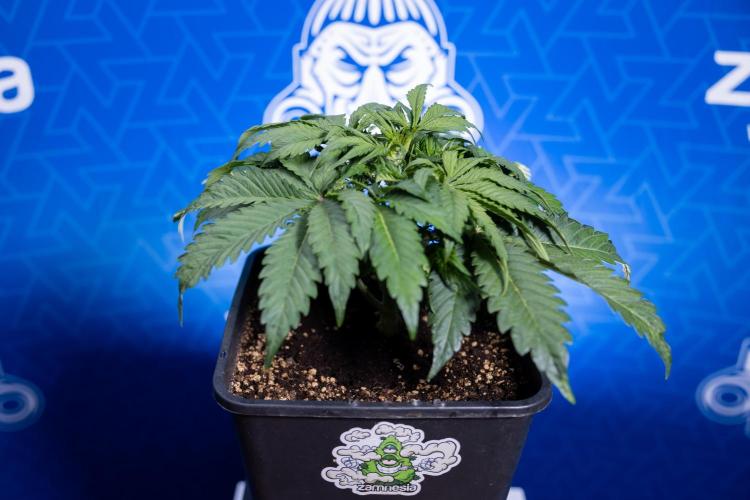 Critical Cheese Auto II - Zamnesia x B&B. Week 3 - Critical Cheese Automatic - Week 3