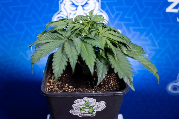 Critical Cheese Auto II - Zamnesia x B&B. Week 3 - Critical Cheese Automatic - Week 3