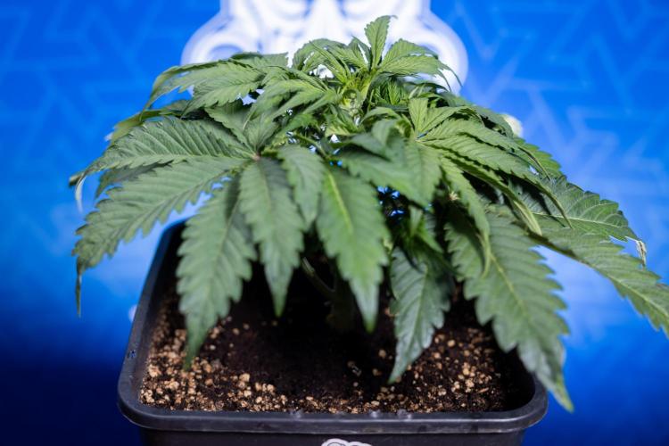 Critical Cheese Auto II - Zamnesia x B&B. Week 3 - Critical Cheese Automatic - Week 3