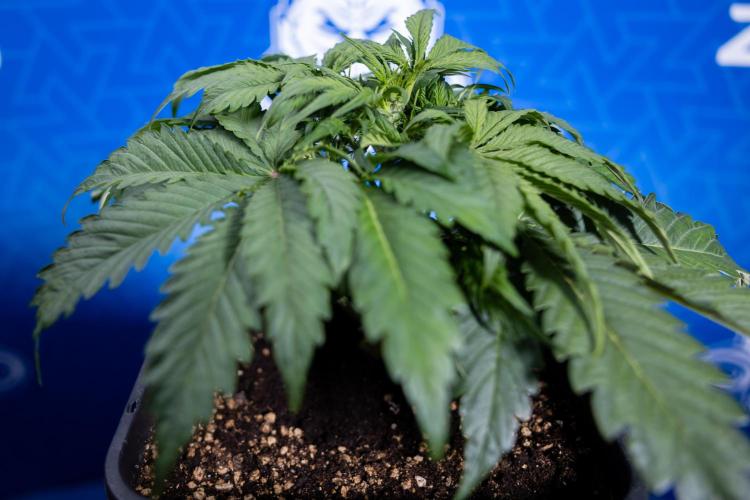 Critical Cheese Auto II - Zamnesia x B&B. Week 3 - Critical Cheese Automatic - Week 3