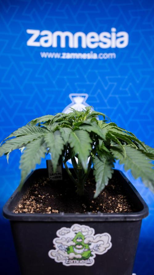 Critical Cheese Auto II - Zamnesia x B&B. Week 3 - Critical Cheese Automatic - Week 3