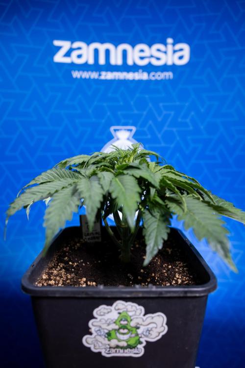 Critical Cheese Auto II - Zamnesia x B&B. Week 3 - Critical Cheese Automatic - Week 3