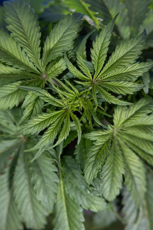 Critical Cheese Auto II - Zamnesia x B&B. Week 3 - Critical Cheese Automatic - Week 3