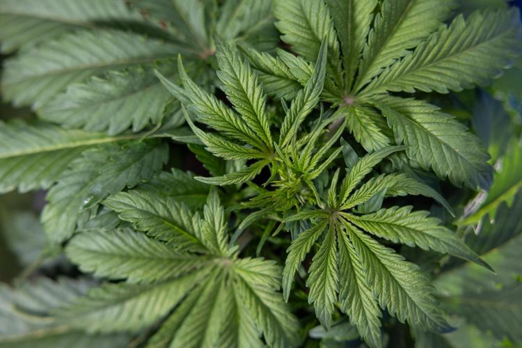 Critical Cheese Auto II - Zamnesia x B&B. Week 3 - Critical Cheese Automatic - Week 3