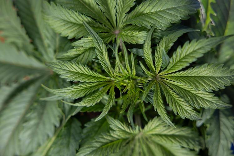 Critical Cheese Auto II - Zamnesia x B&B. Week 3 - Critical Cheese Automatic - Week 3