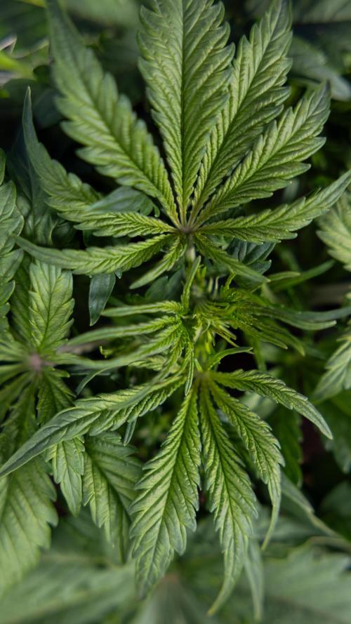 Critical Cheese Auto II - Zamnesia x B&B. Week 3 - Critical Cheese Automatic - Week 3