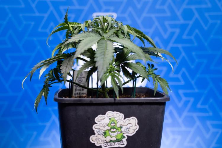 Tangerine Dream II Auto - Zamnesia x B&B. Week 3 - Tangerine Dream Automatic - Week 3