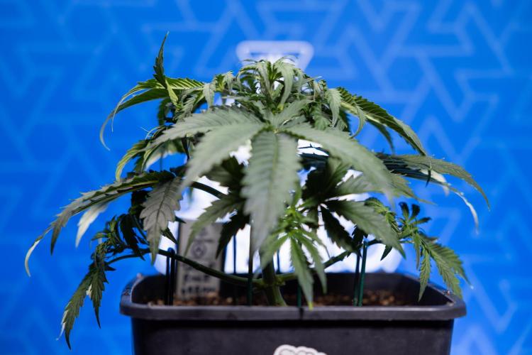 Tangerine Dream II Auto - Zamnesia x B&B. Week 3 - Tangerine Dream Automatic - Week 3