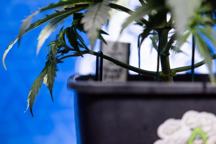 Tangerine Dream II Auto - Zamnesia x B&B. Week 3 - Tangerine Dream Automatic - Week 3