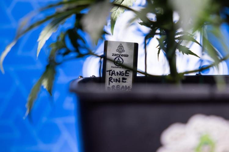 Tangerine Dream II Auto - Zamnesia x B&B. Week 3 - Tangerine Dream Automatic - Week 3