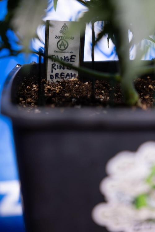 Tangerine Dream II Auto - Zamnesia x B&B. Week 3 - Tangerine Dream Automatic - Week 3