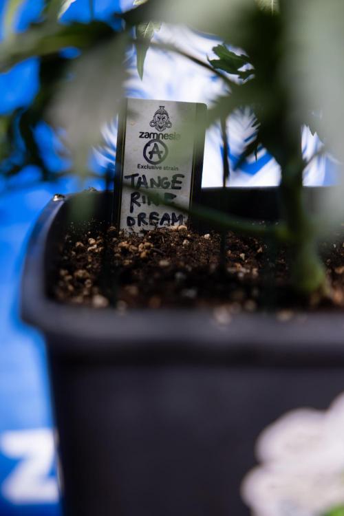 Tangerine Dream II Auto - Zamnesia x B&B. Week 3 - Tangerine Dream Automatic - Week 3