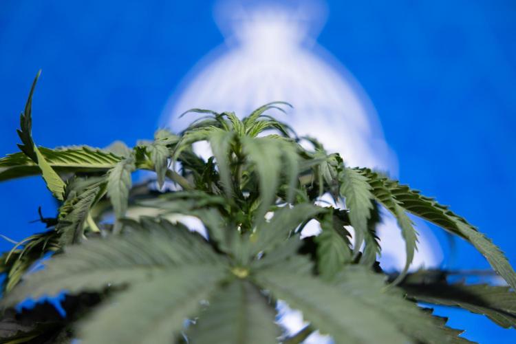 Tangerine Dream II Auto - Zamnesia x B&B. Week 3 - Tangerine Dream Automatic - Week 3